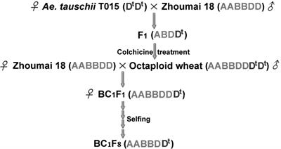 Development and Utilization of Introgression Lines Using Synthetic Octaploid Wheat (Aegilops tauschii × Hexaploid Wheat) as Donor
